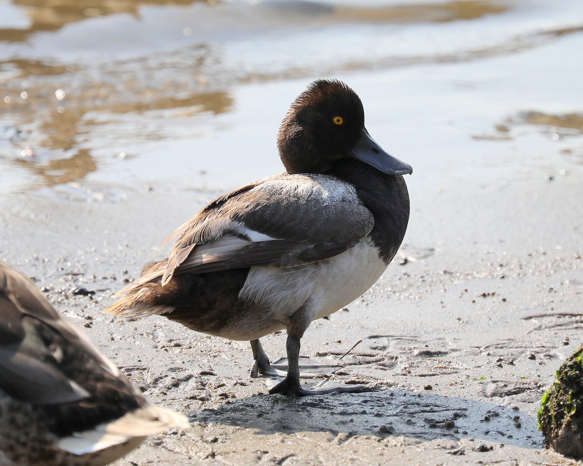 Lesser Scaup - ML638420532