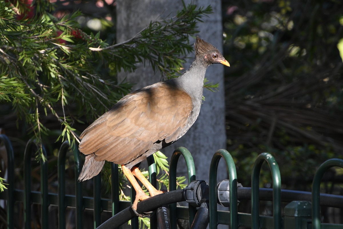Orange-footed Megapode - ML638420537
