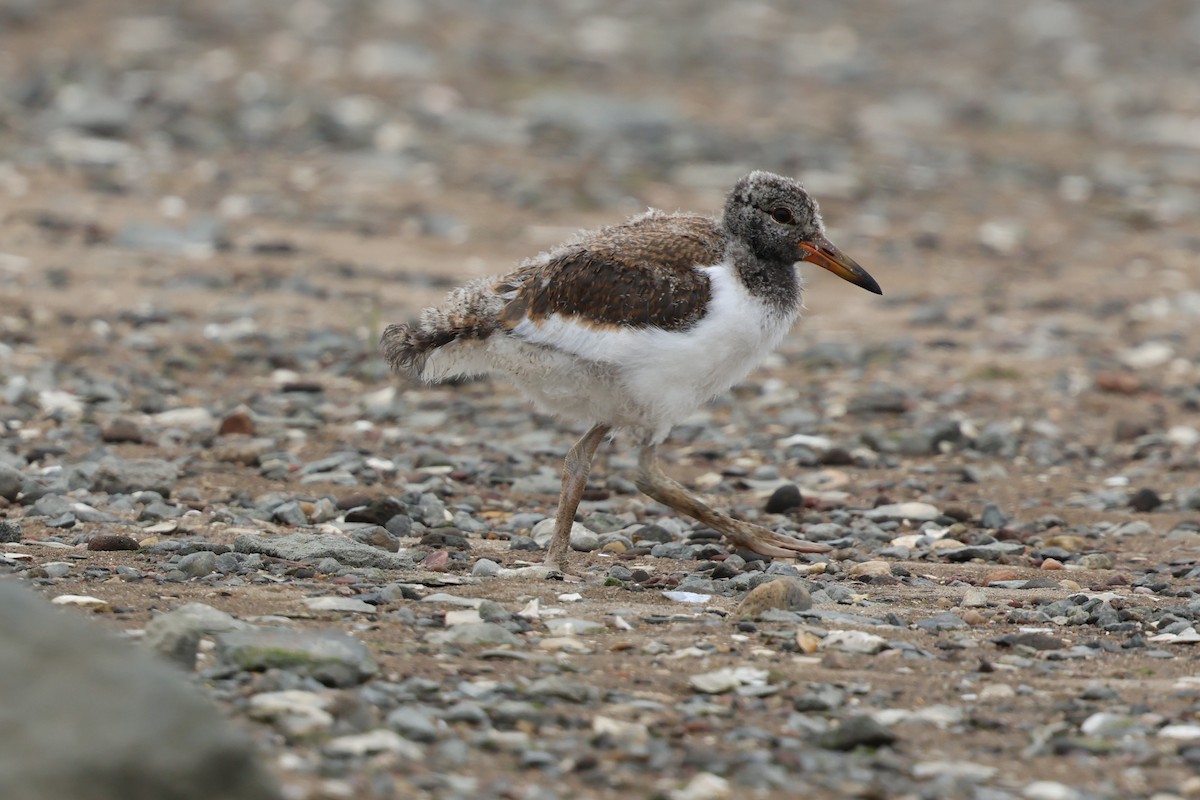 American Oystercatcher - ML638420551