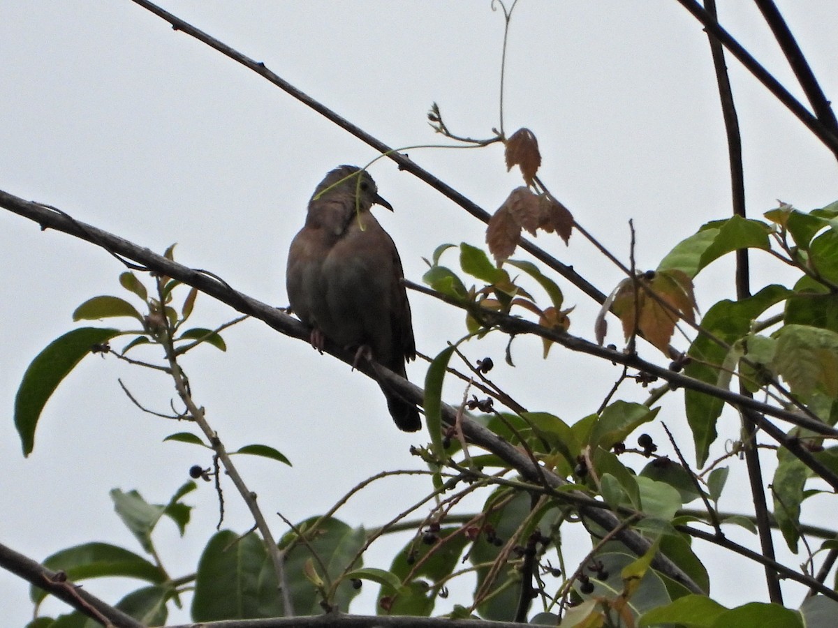 Ruddy Ground Dove - ML638420555