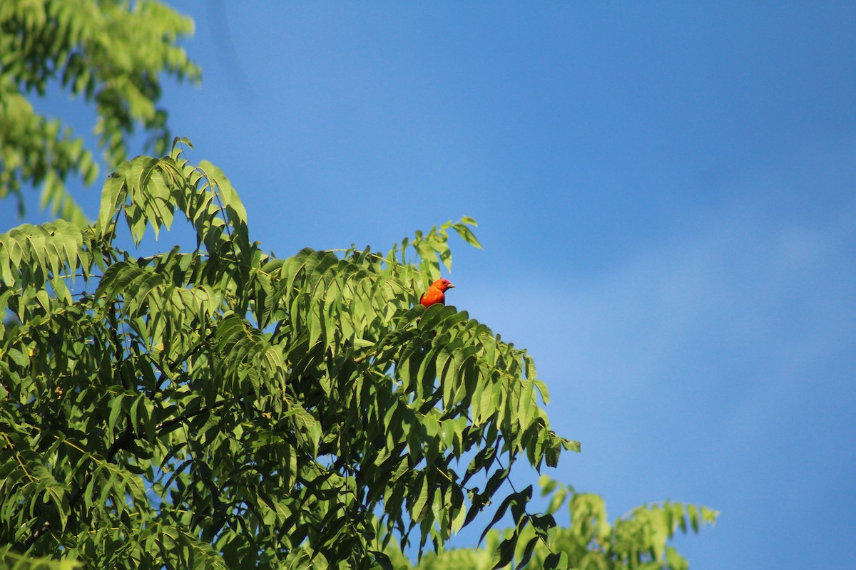 Scarlet Tanager - ML638420561