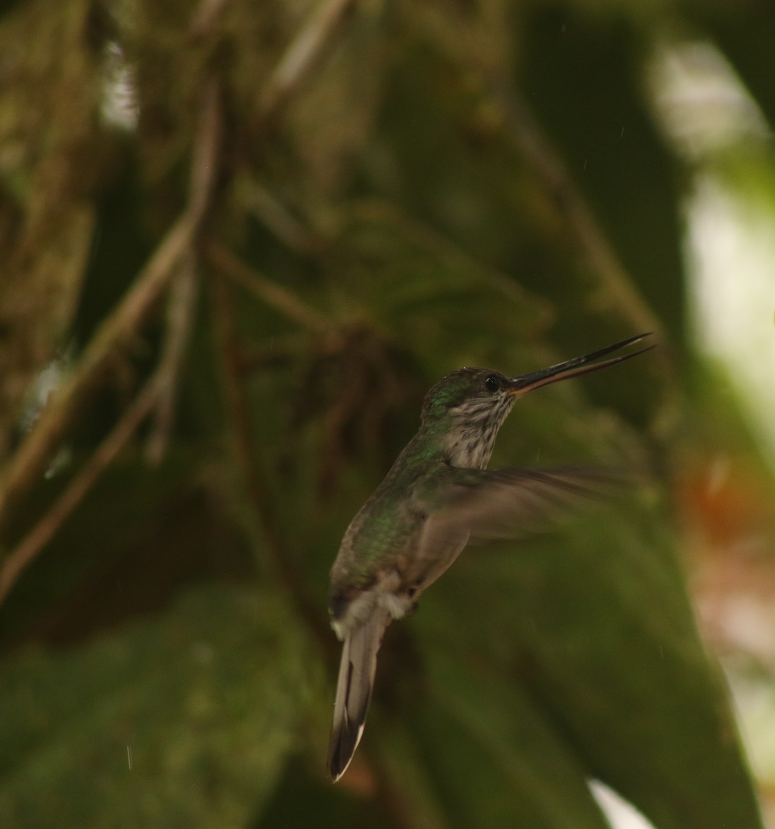 Tooth-billed Hummingbird - ML638420563