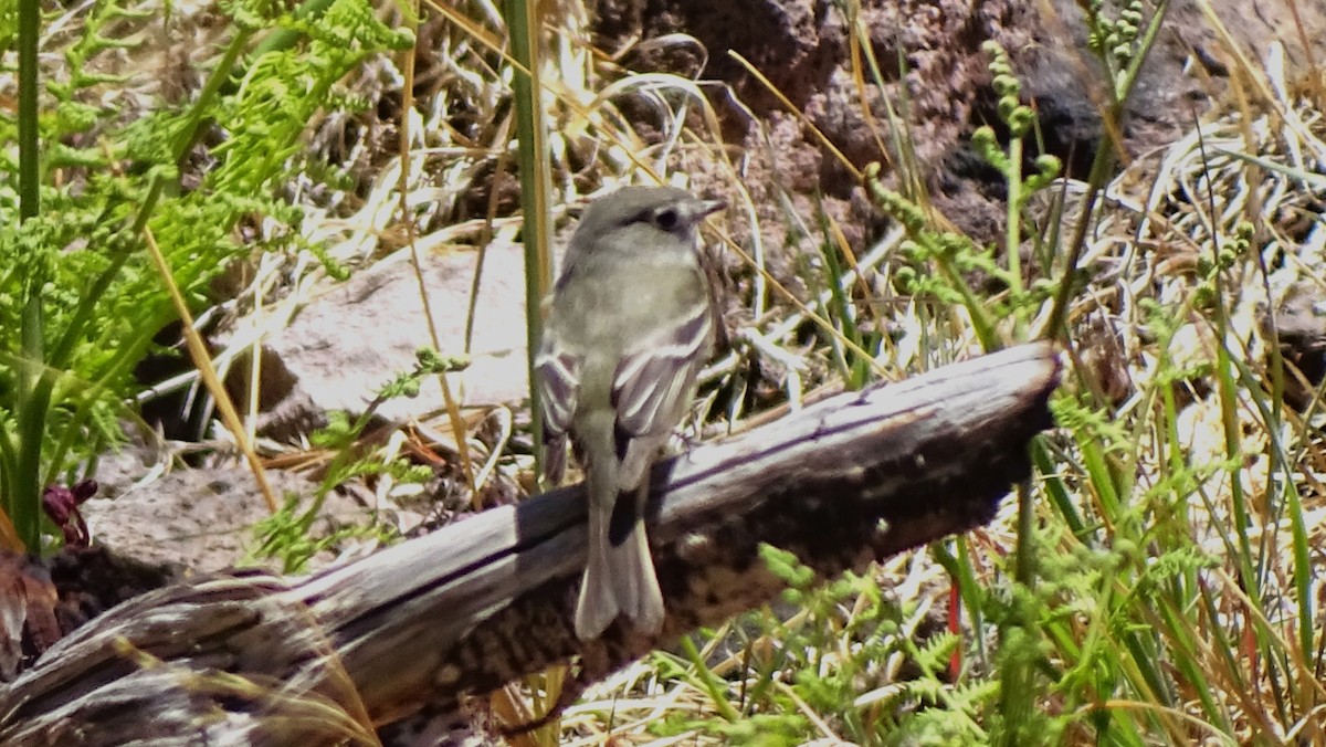 Hammond's Flycatcher - ML638420566