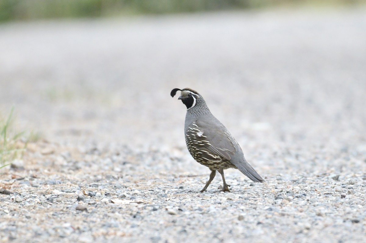 California Quail - ML638420567