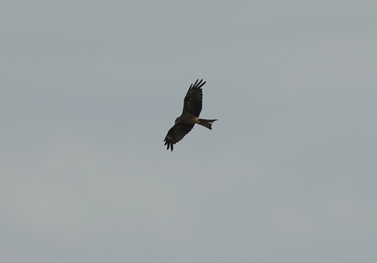 黑鳶 - ML638420568