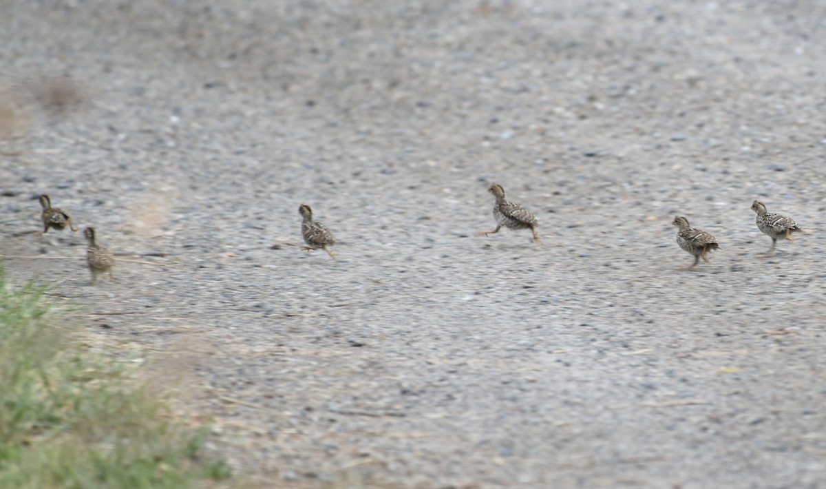 California Quail - ML638420569