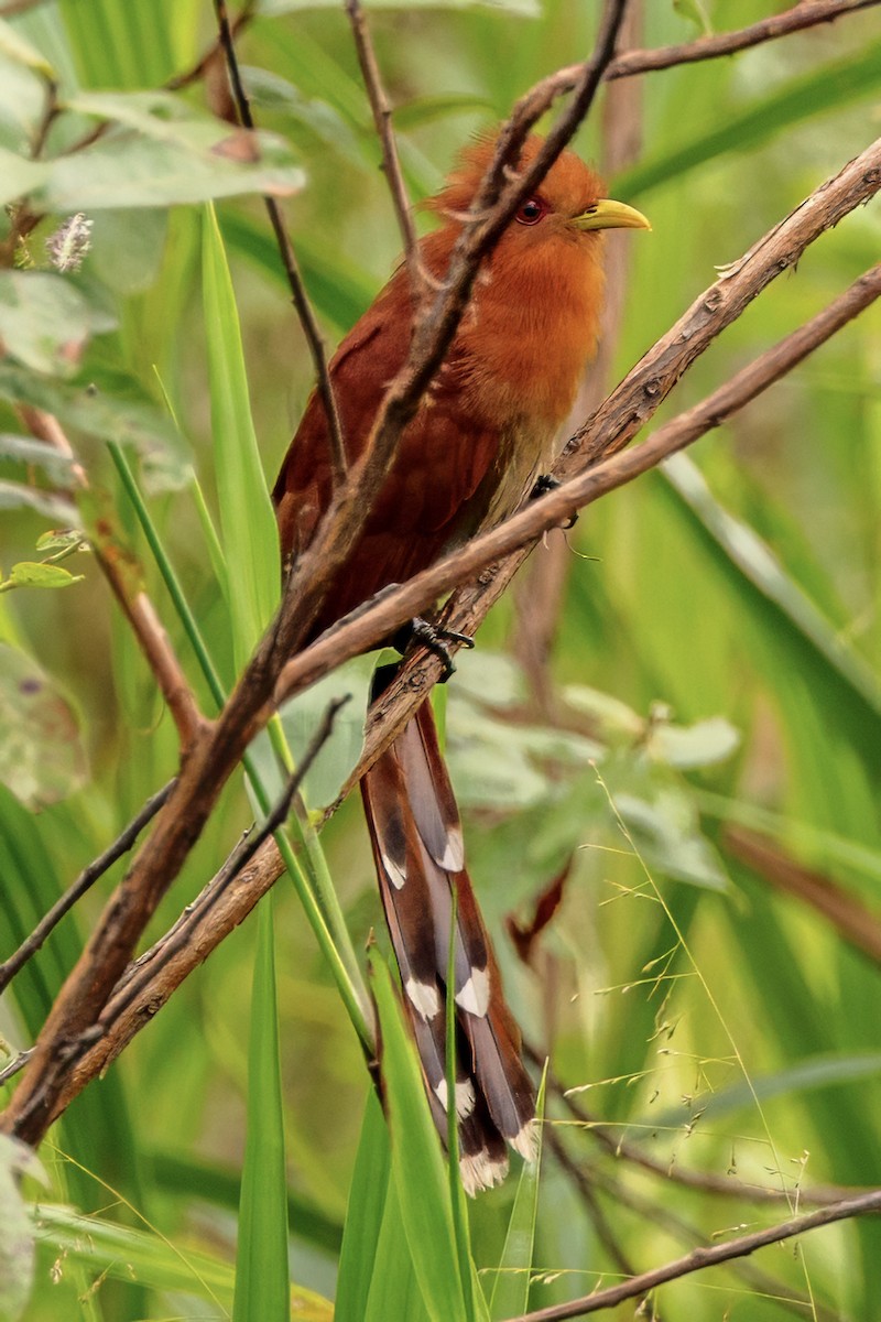 Little Cuckoo - ML638420570