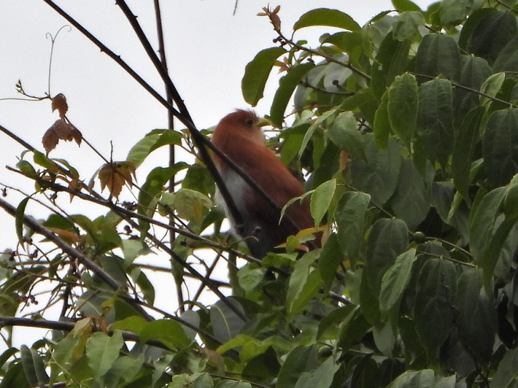 Squirrel Cuckoo - ML638420573