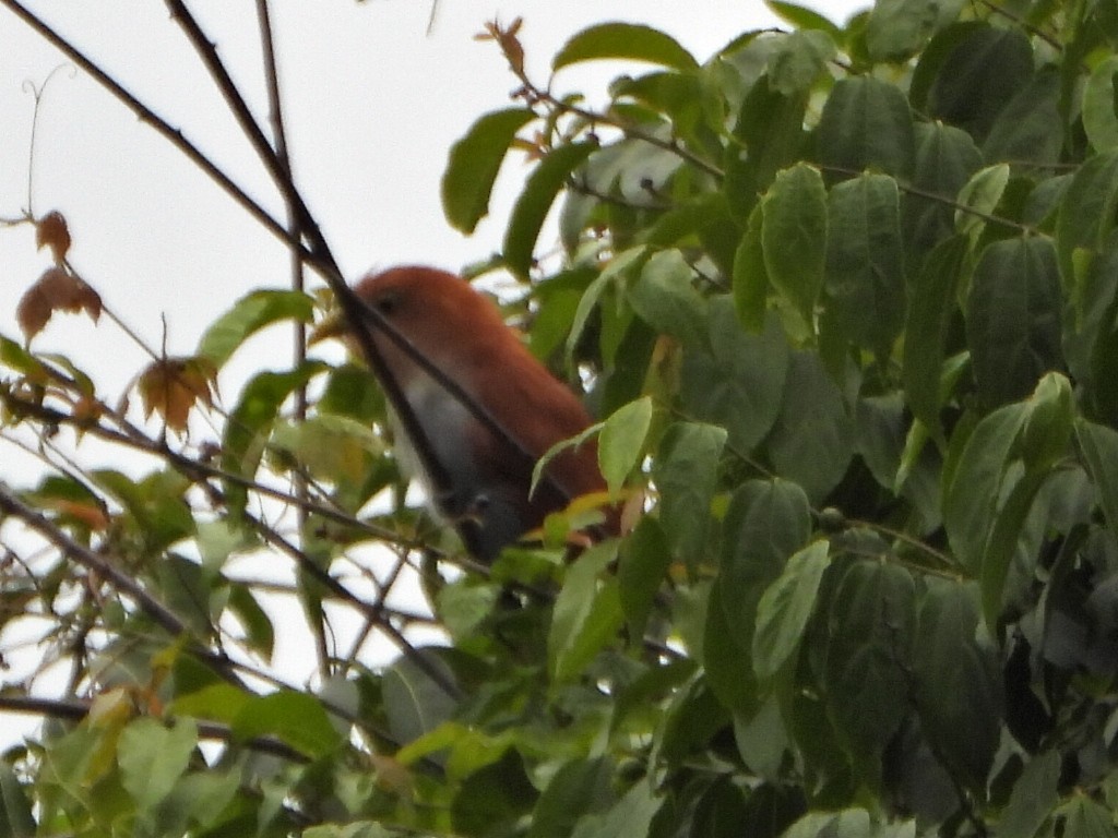 Squirrel Cuckoo - ML638420574