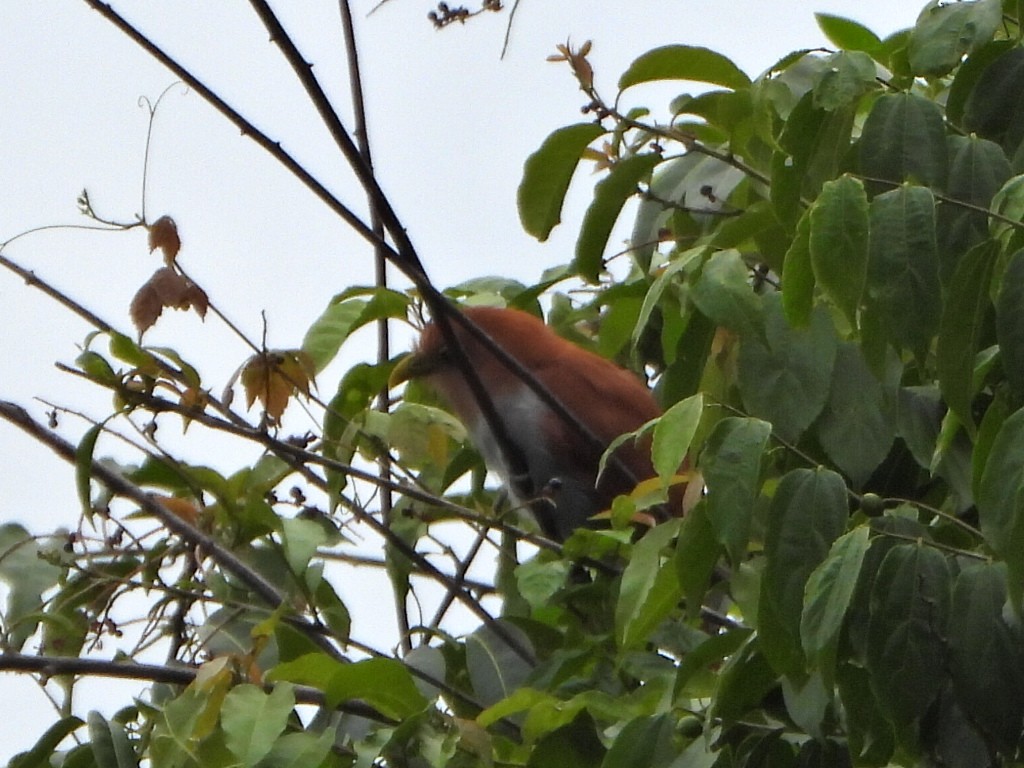 Squirrel Cuckoo - ML638420575
