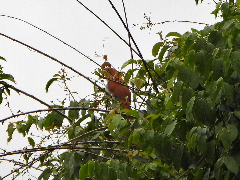 Squirrel Cuckoo - ML638420576