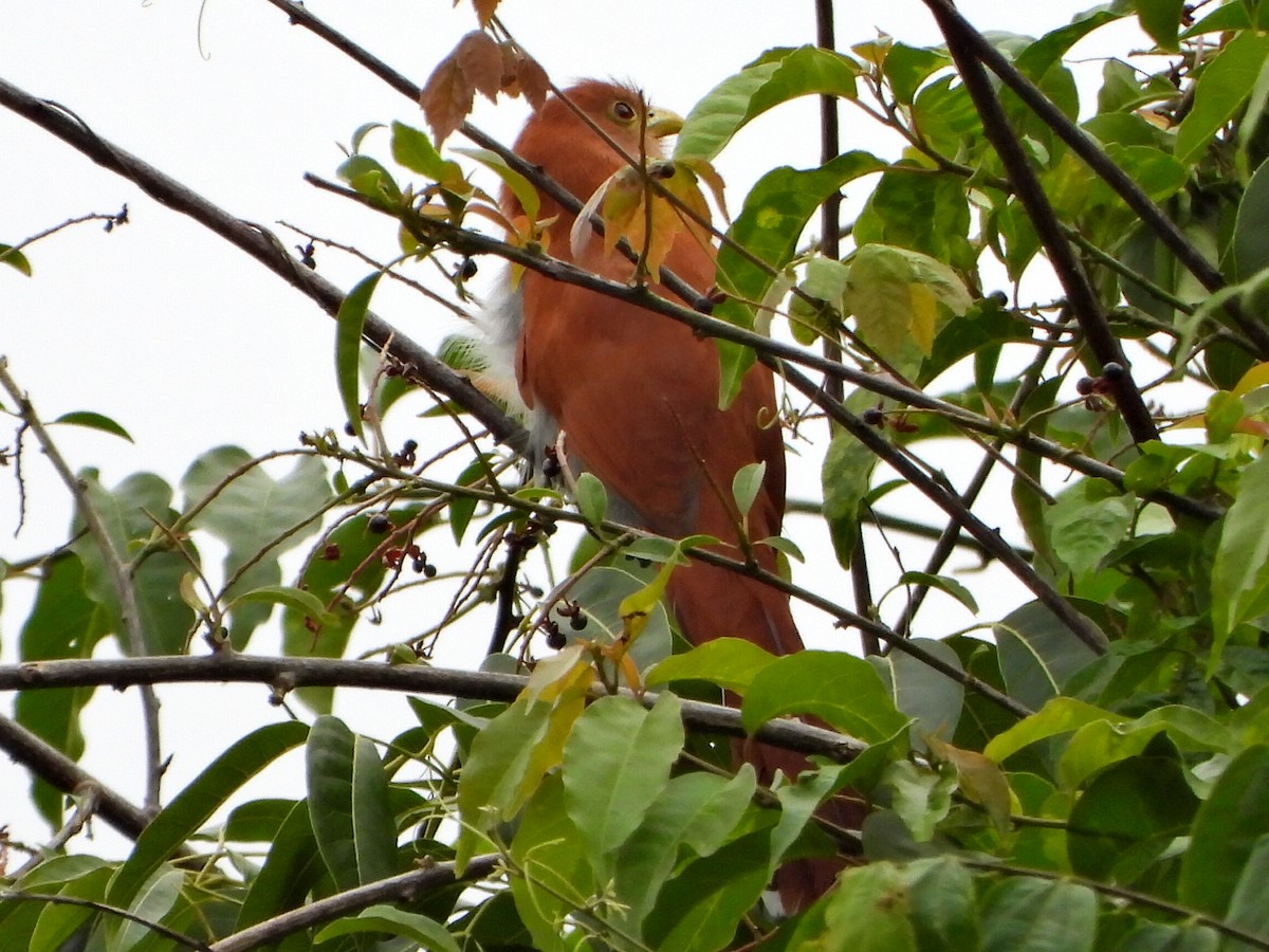 Squirrel Cuckoo - ML638420577