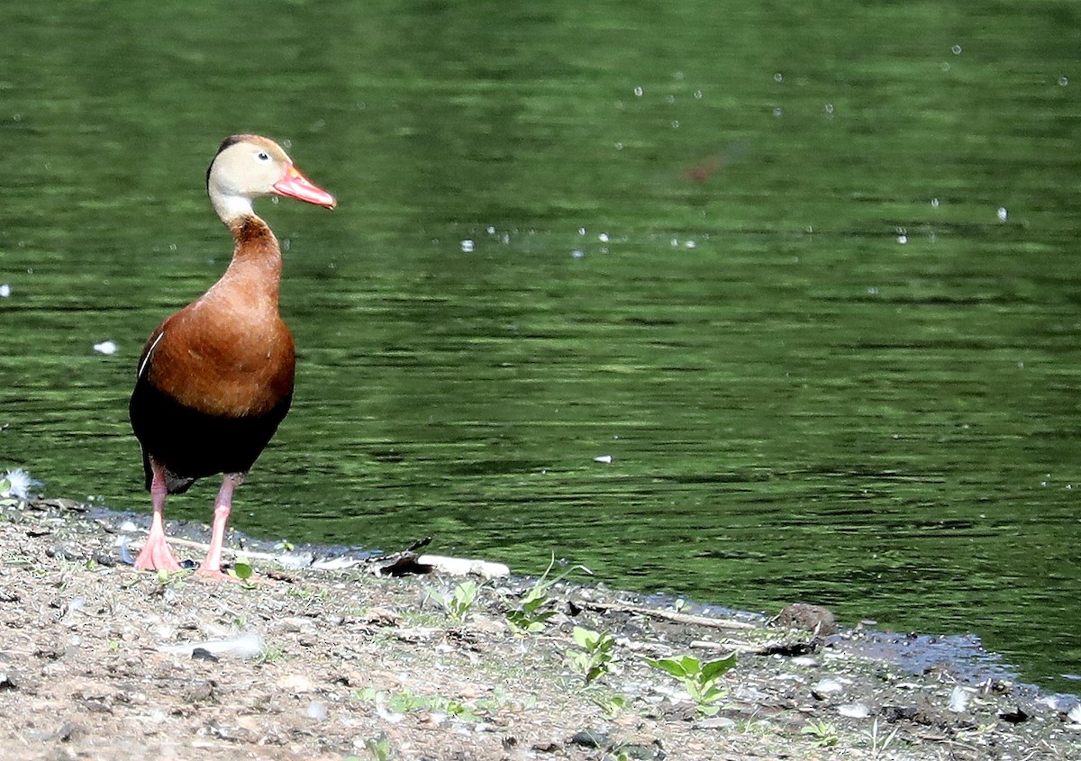 Black-bellied Whistling-Duck - ML638420578