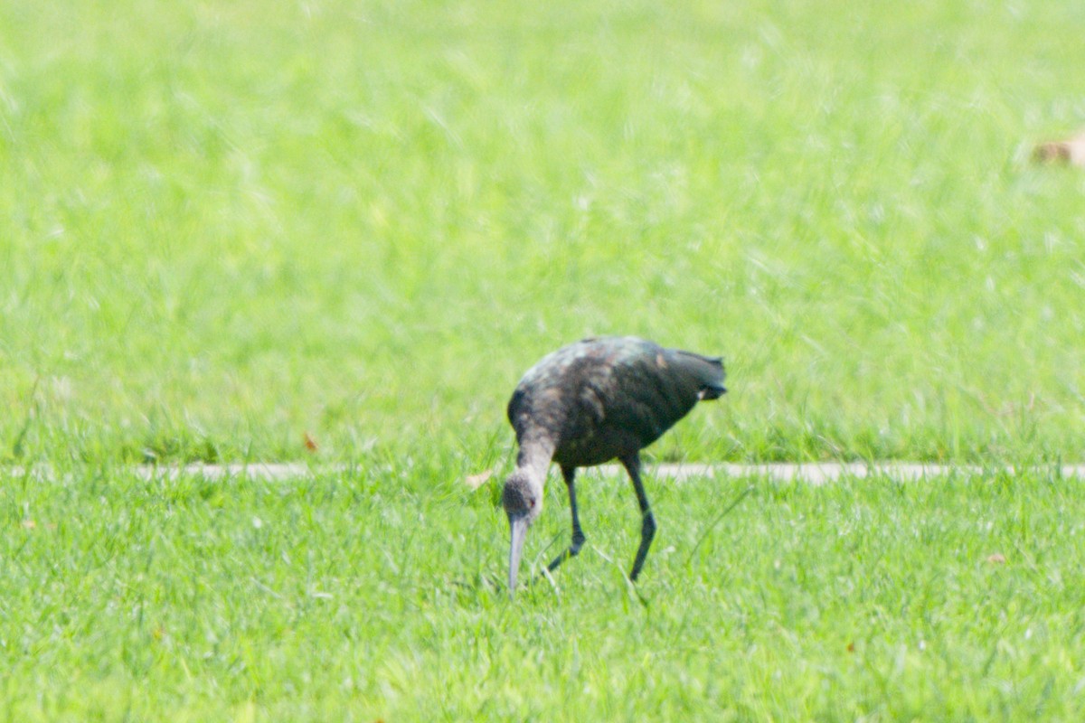 White-faced Ibis - ML638420580
