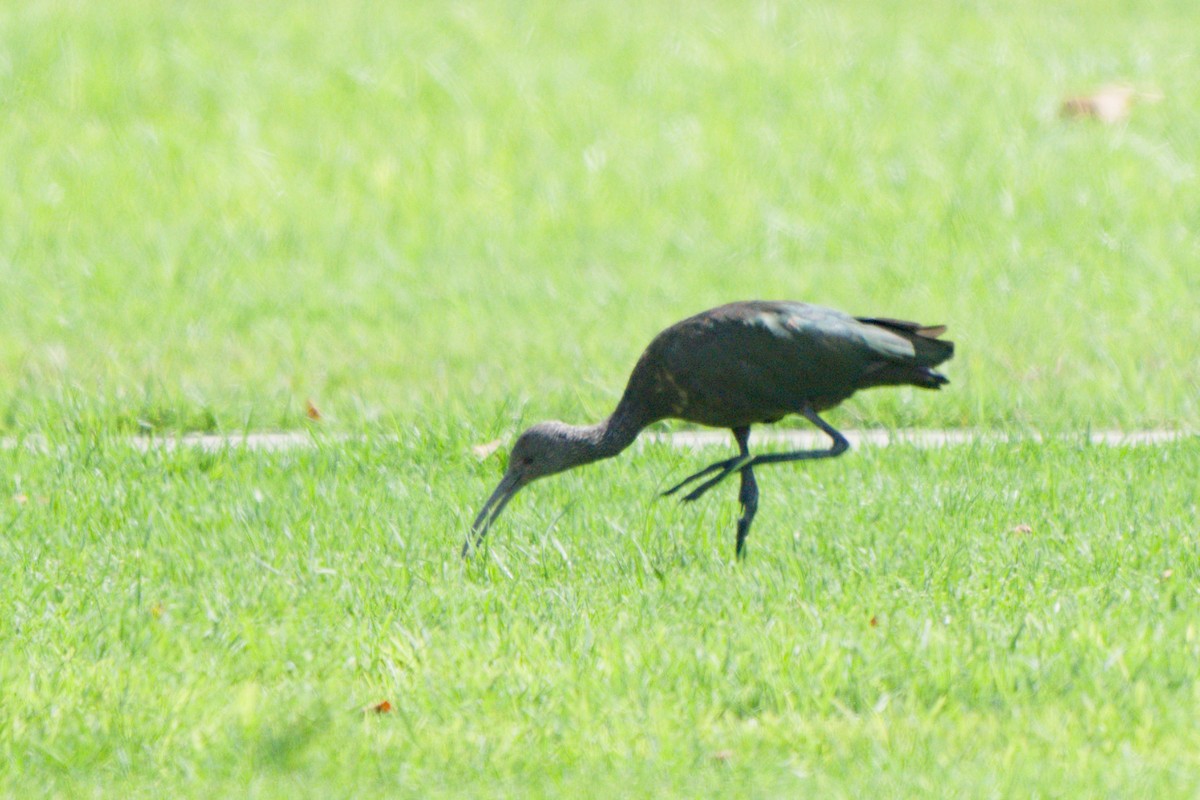 White-faced Ibis - ML638420581