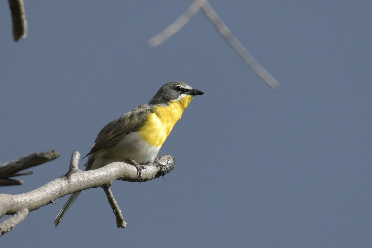 Yellow-breasted Chat - ML638420582