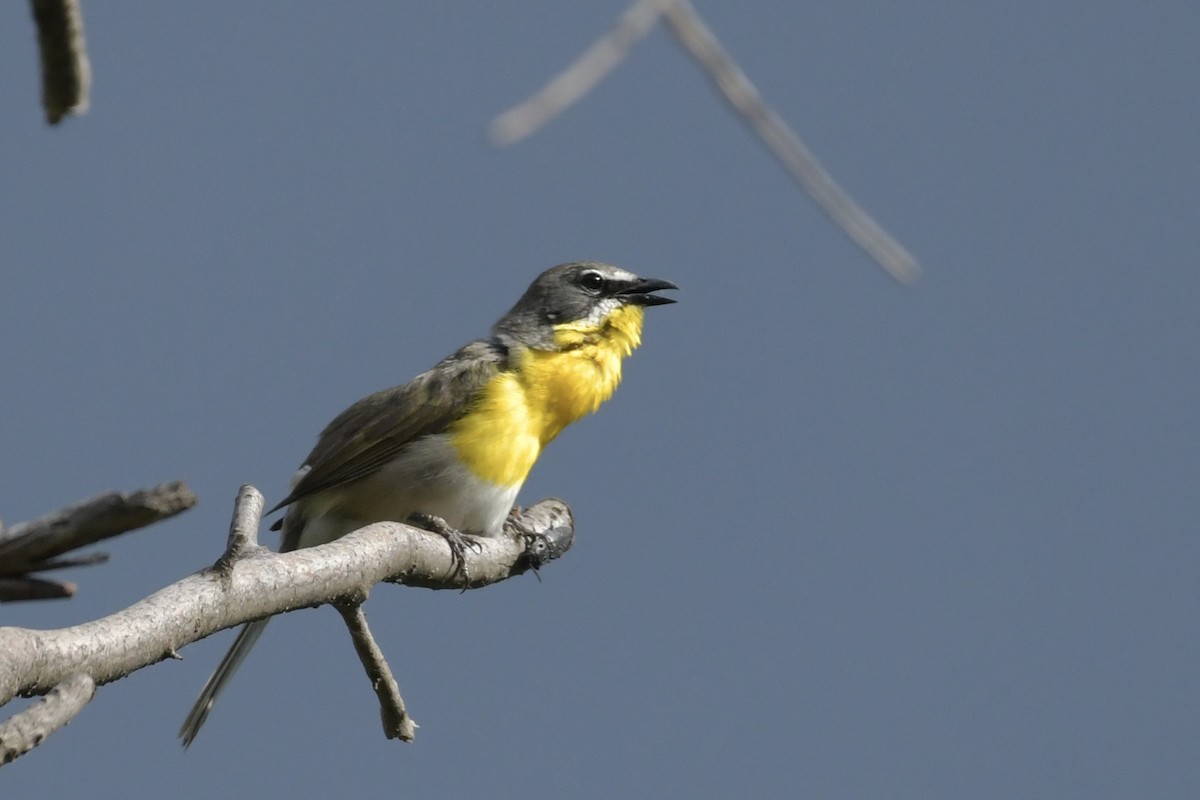 Yellow-breasted Chat - ML638420583