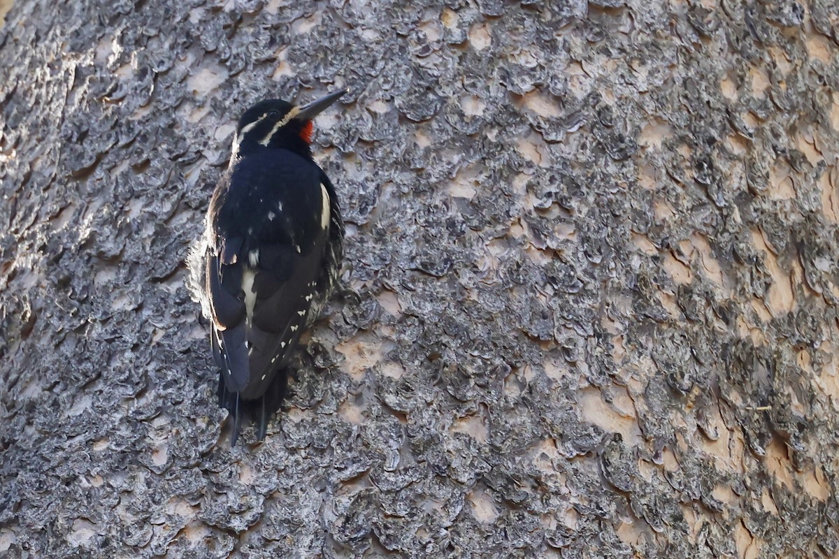 Williamson's Sapsucker - ML638420585