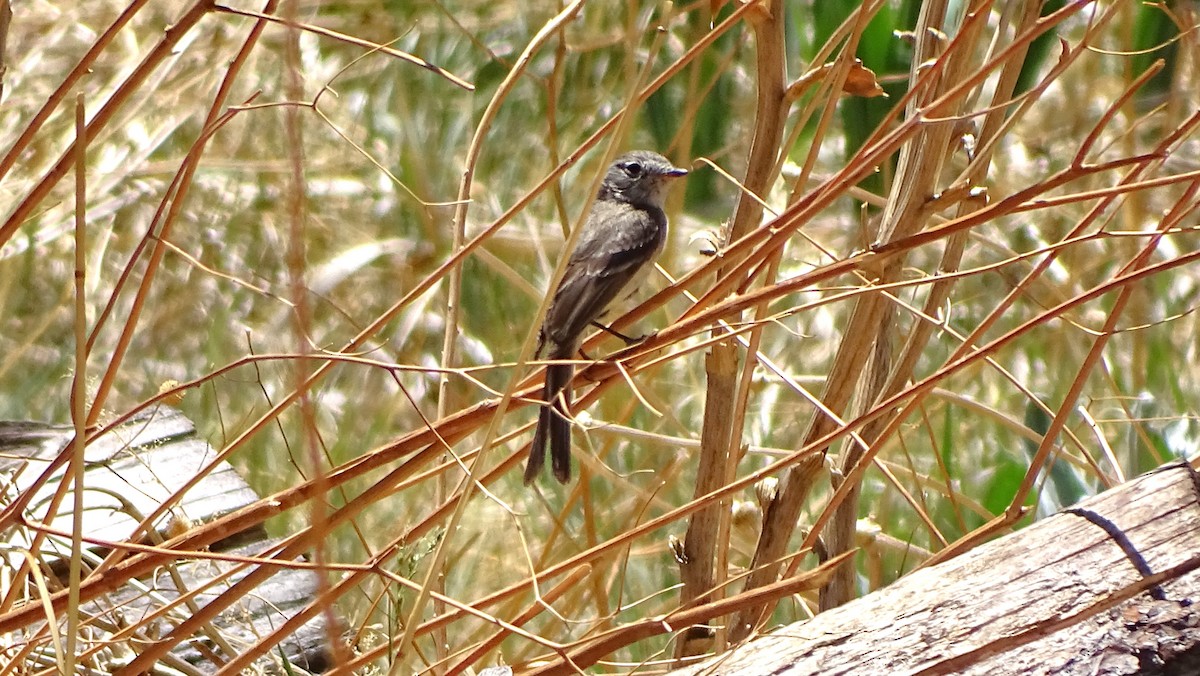Dusky Flycatcher - ML638420587