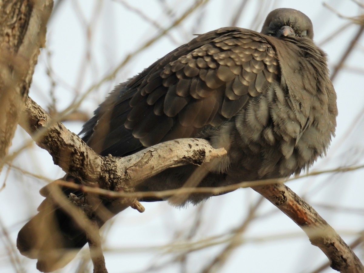 Spot-winged Pigeon - ML638420588