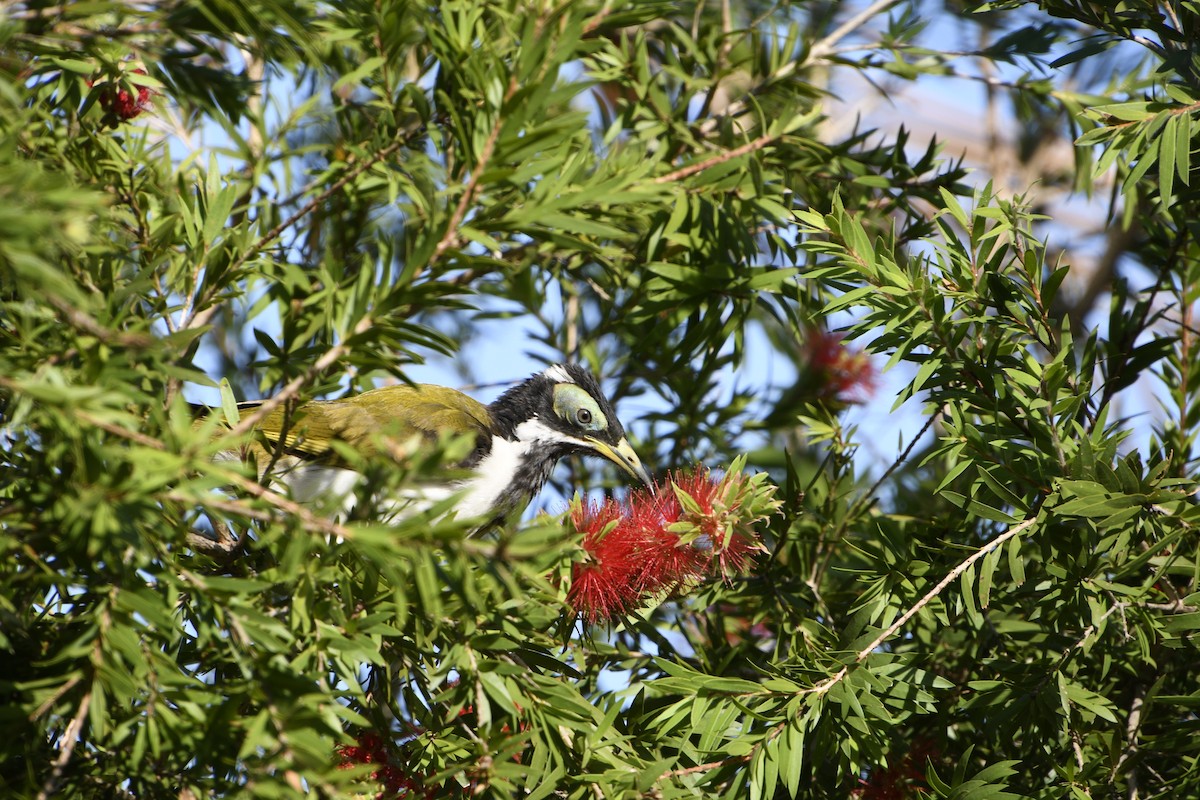 Blue-faced Honeyeater (White-quilled) - ML638420589