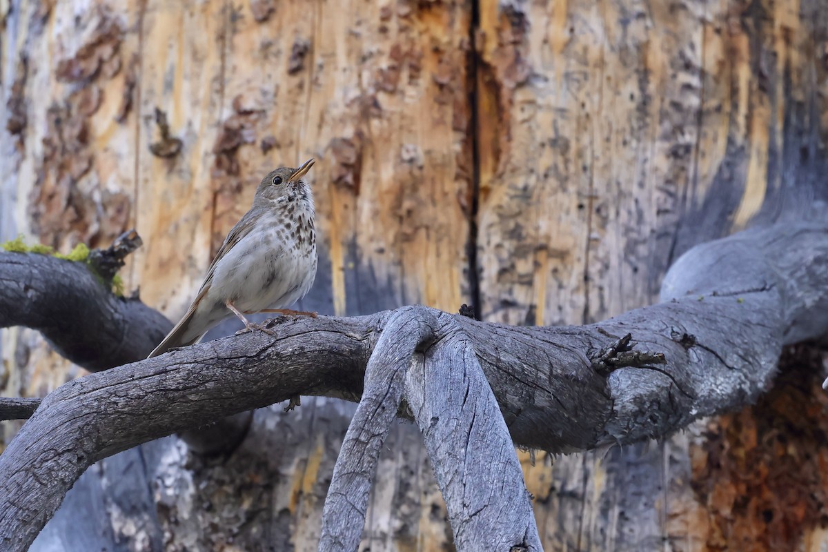 Hermit Thrush - ML638420603