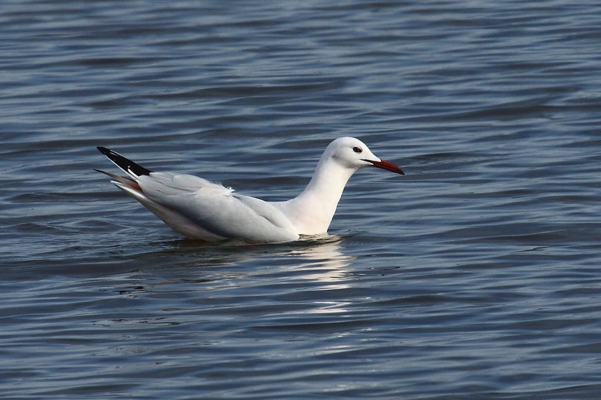 Slender-billed Gull - ML63842061