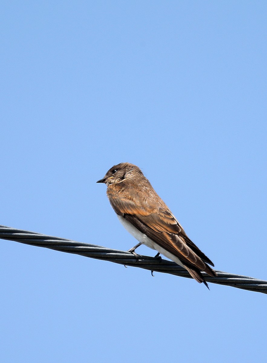Northern Rough-winged Swallow - ML638420610