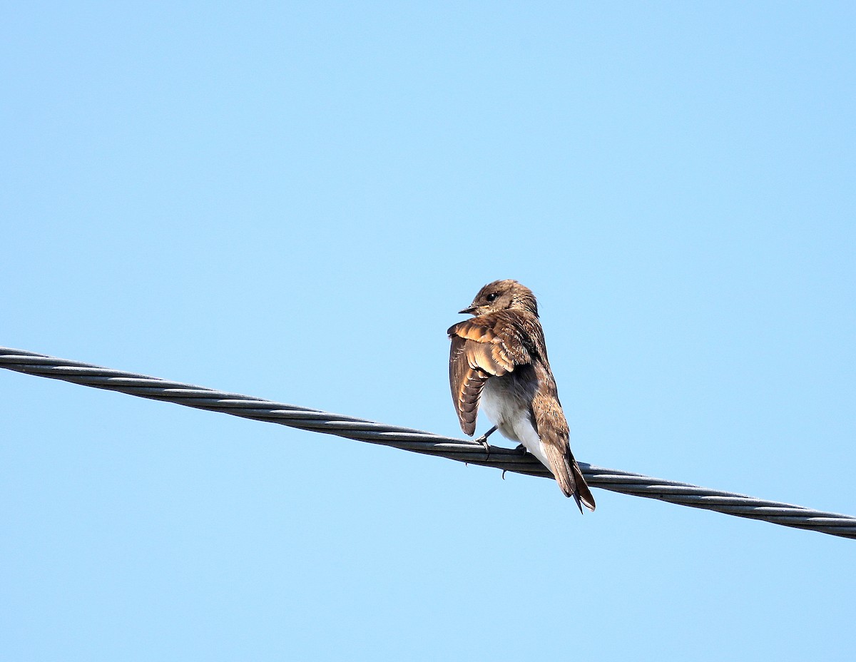 Northern Rough-winged Swallow - ML638420620
