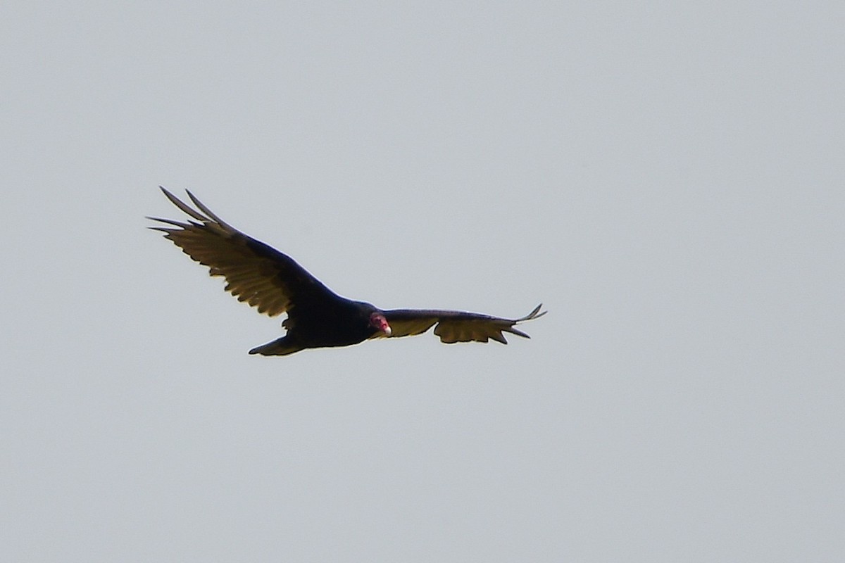Turkey Vulture - ML638420622
