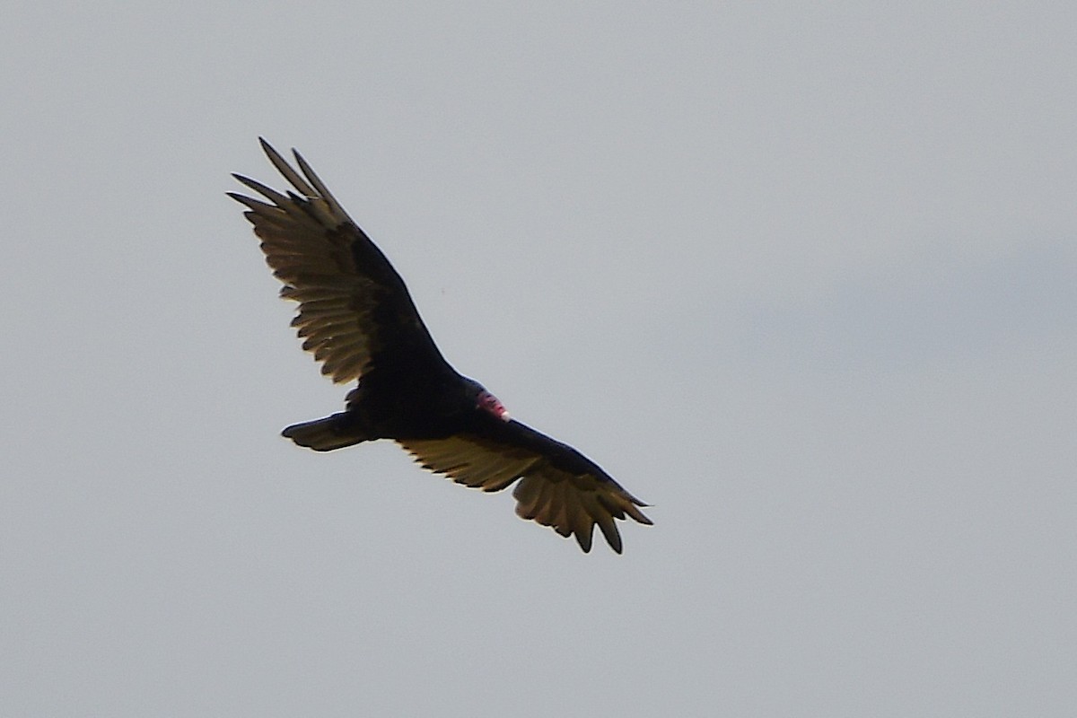 Turkey Vulture - ML638420627