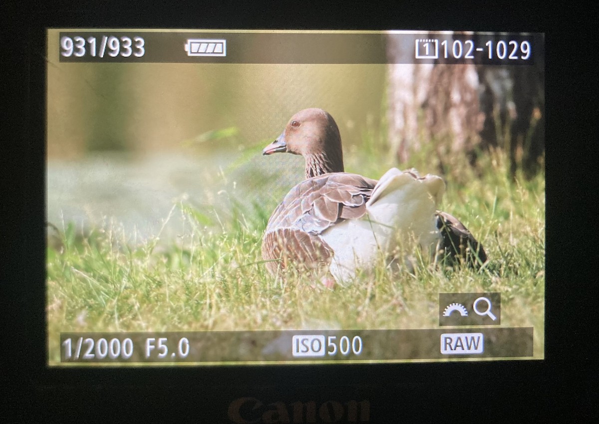 Pink-footed Goose - ML638420630