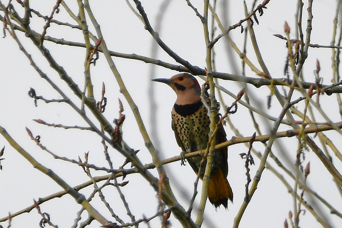 Northern Flicker - ML638420633