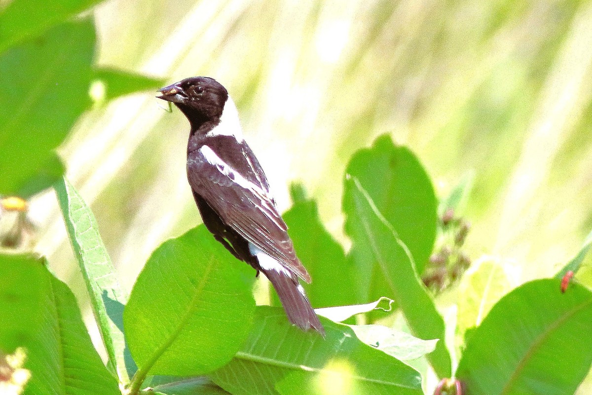 Bobolink - ML638420634