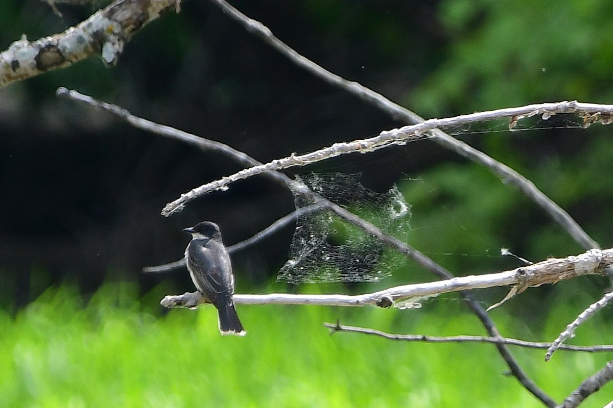 Eastern Kingbird - ML638420659