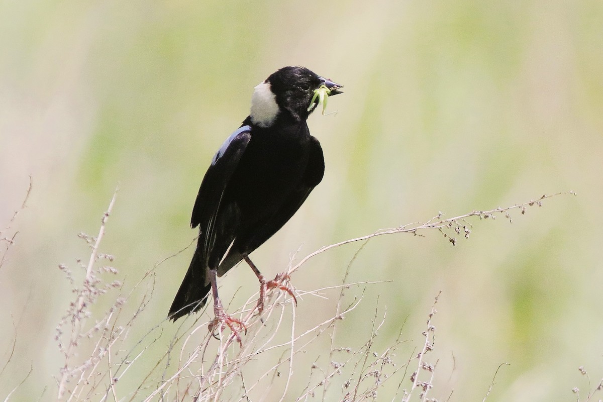 Bobolink - ML638420672
