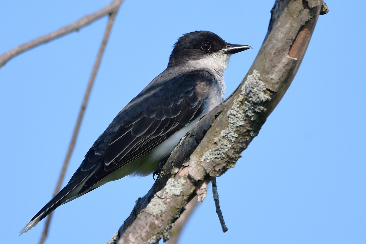 Eastern Kingbird - ML638420683