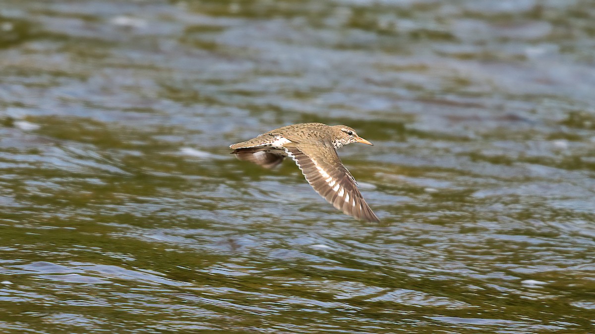 Drosseluferläufer - ML638420697