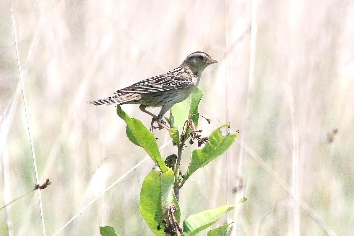 Bobolink - ML638420707