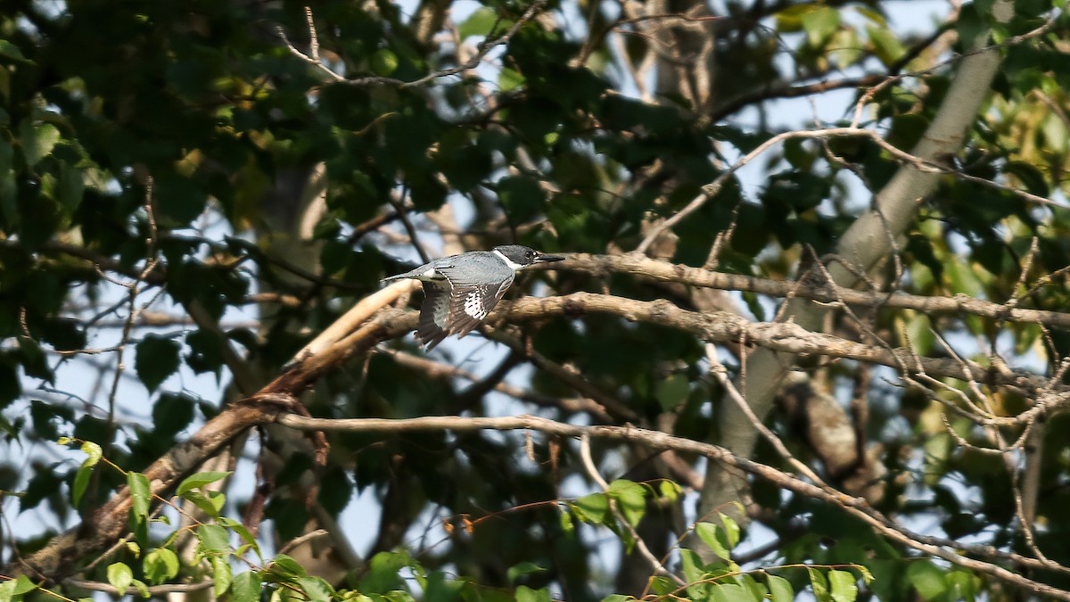 Belted Kingfisher - ML638420708