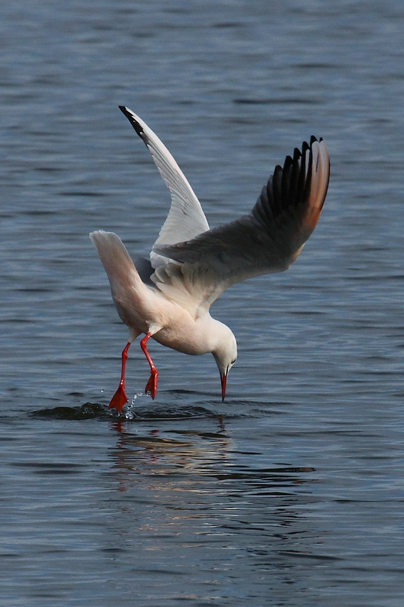 Slender-billed Gull - ML63842071