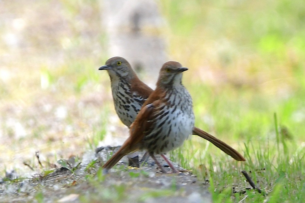 Brown Thrasher - ML638420750