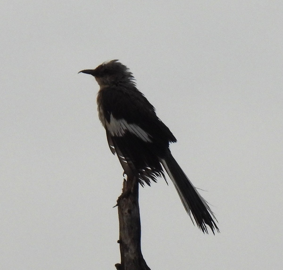 Northern Mockingbird - ML638420752