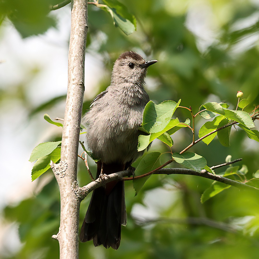 Gray Catbird - ML638420757
