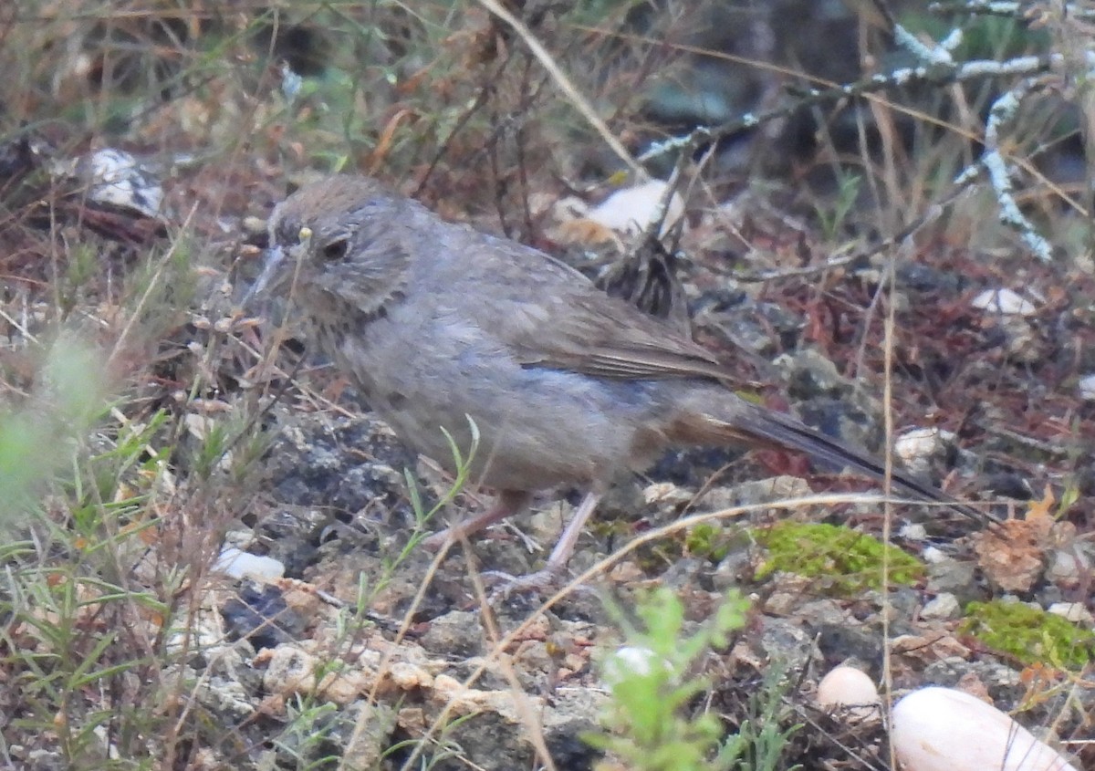 Canyon Towhee - ML638420758