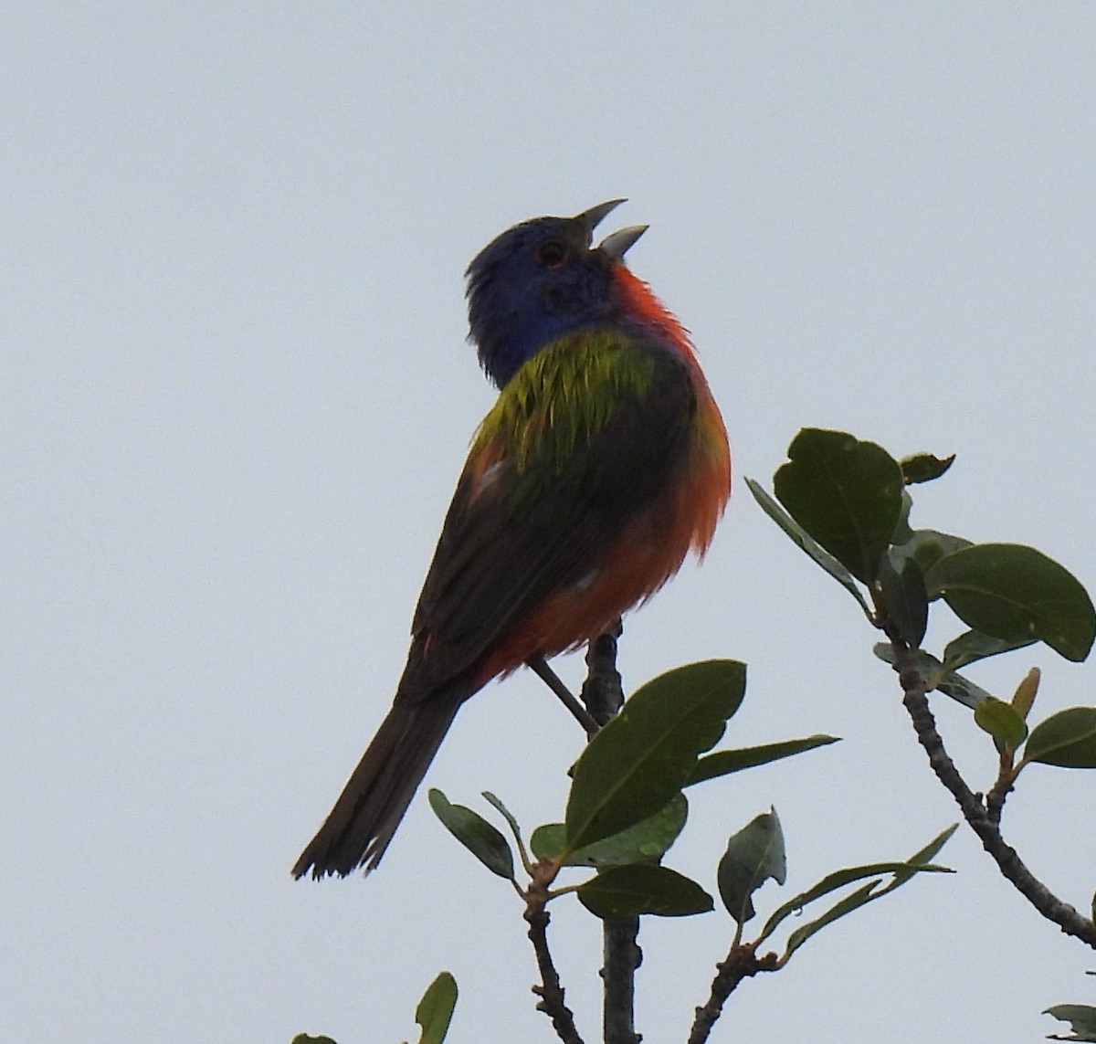 Painted Bunting - ML638420762