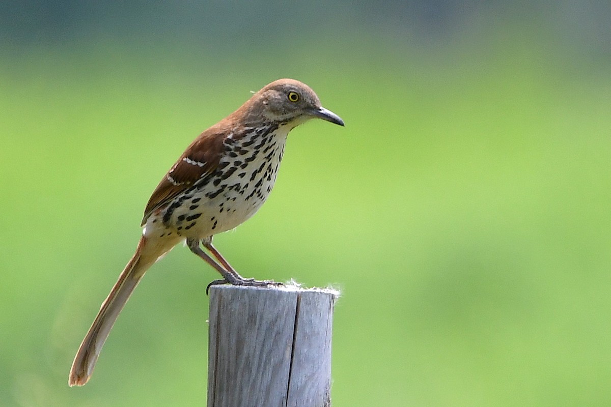 Brown Thrasher - ML638420767