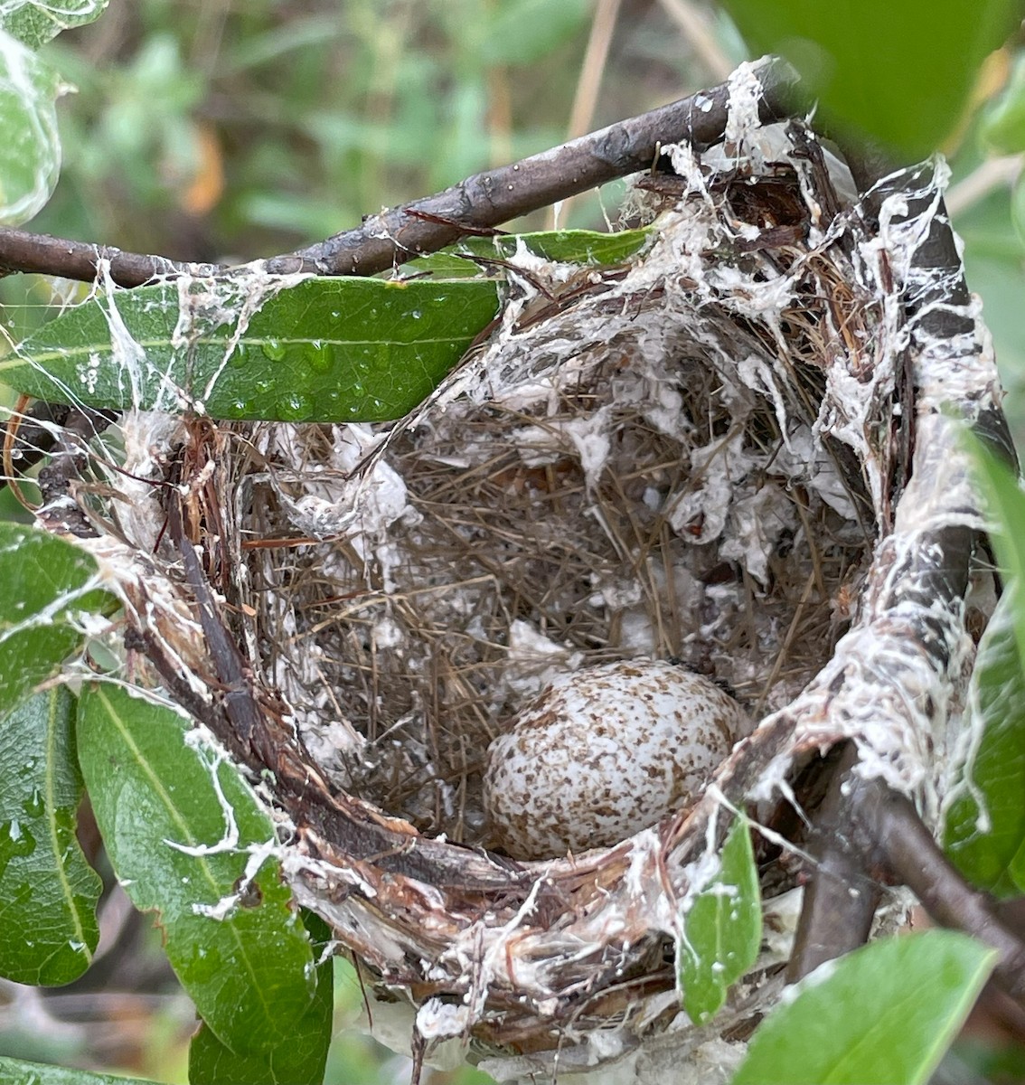Black-capped Vireo - ML638420778
