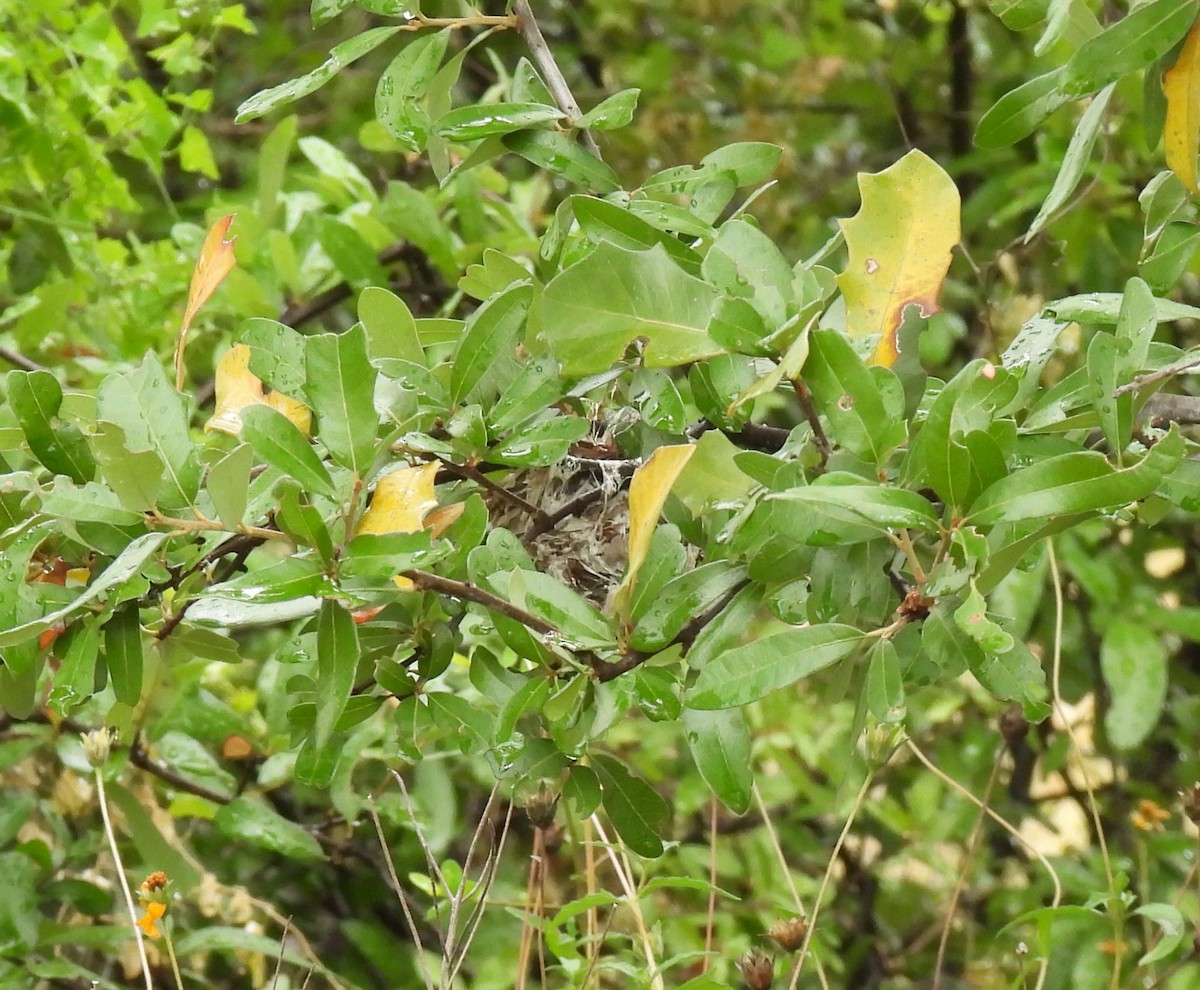 Black-capped Vireo - ML638420783