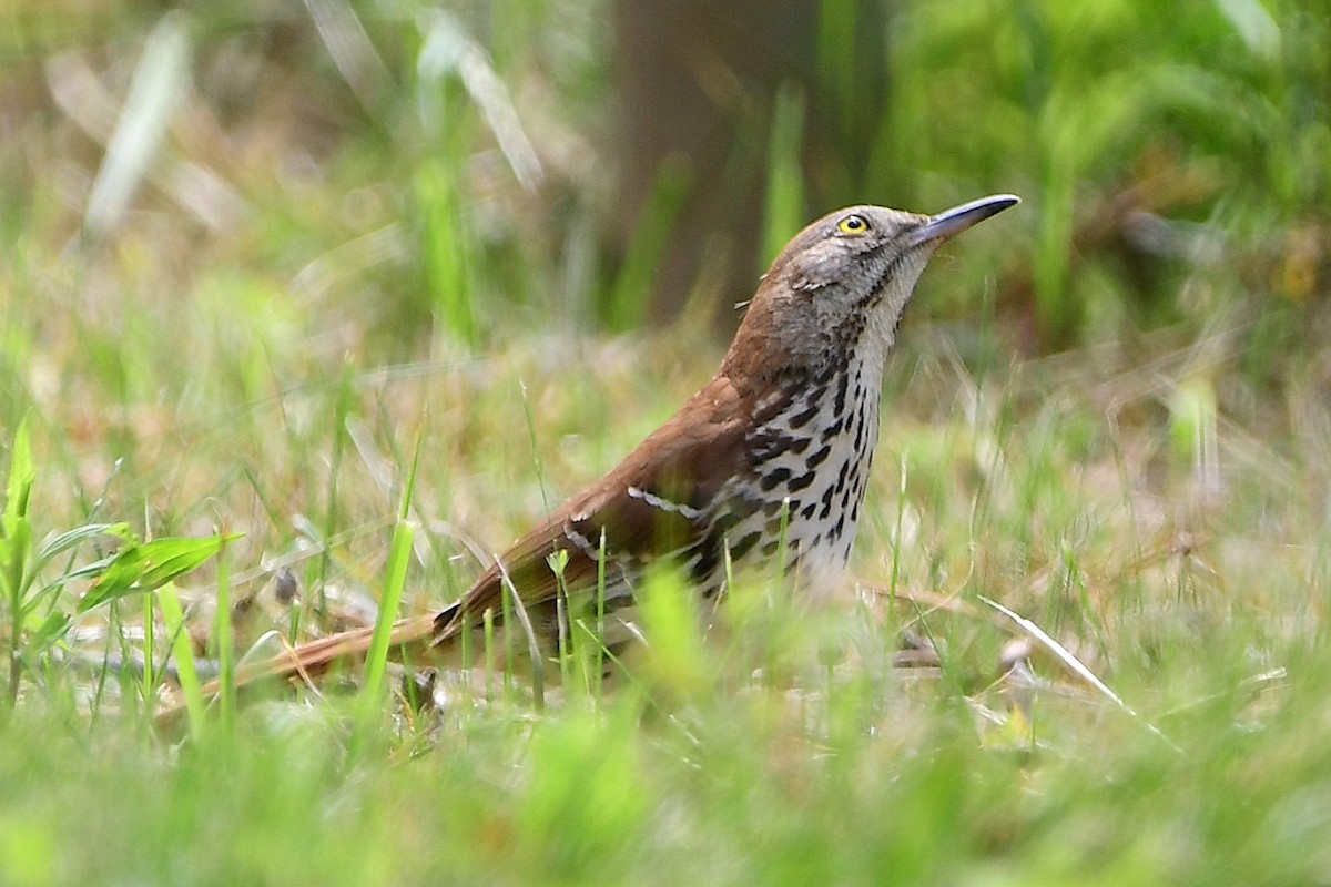 Brown Thrasher - ML638420784